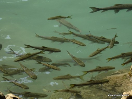 منتجعات الأسماك الطبيعية في شلالات إيروان